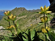 Bocchetta di Budria-Monte Azzaredo ad anello fiorito-10lu22 - FOTOGALLERY